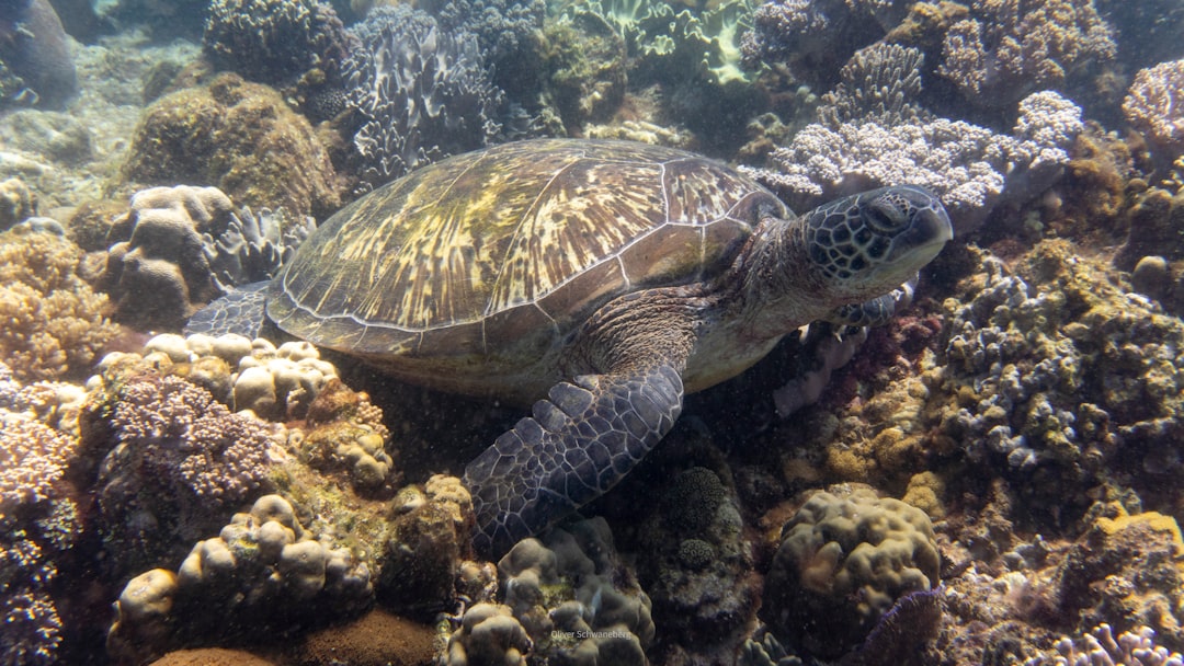 Sea turtle resting among a colourful coral reef. Temporary image.